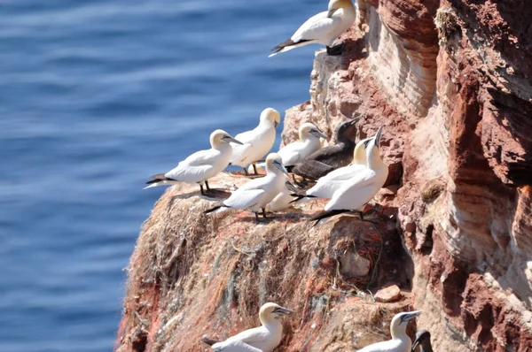 Gannets Morus Bassanus Sul Famoso Lummenfelsen Sull Isola Helgoland Nel — Foto Stock