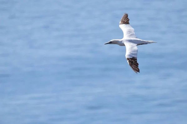 Vacker Utsikt Över Gannet Fågel Naturen — Stockfoto