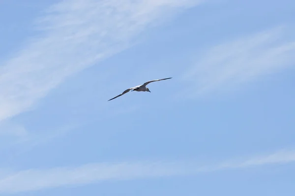 Vista Panorâmica Pássaro Gannet Natureza — Fotografia de Stock