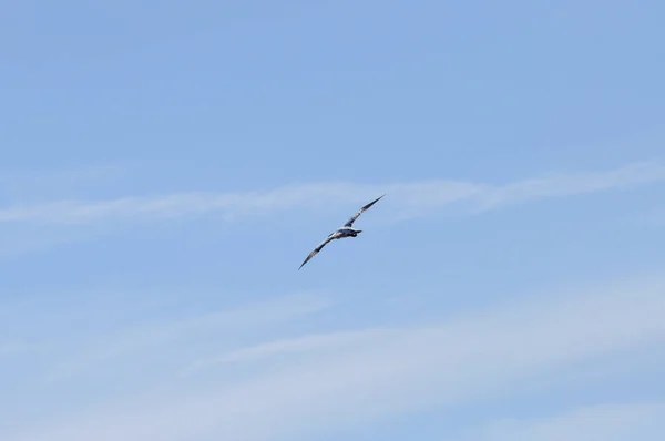 Gannet Volant Morus Bassanus Sur Île Helgoland Dans Mer Nord — Photo