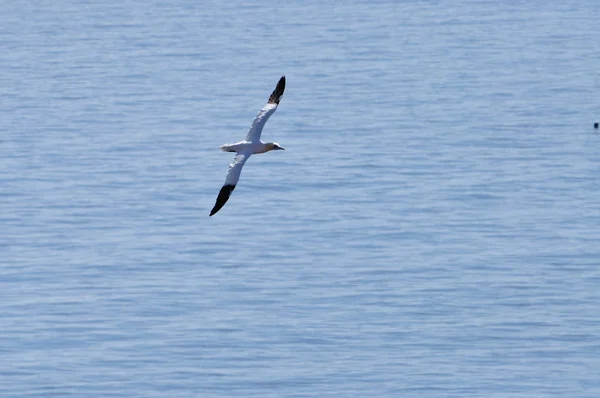 Scenic View Gannet Bird Nature — Stock Photo, Image