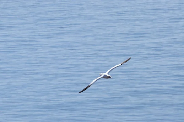 Ιπτάμενο Γκανέ Morus Bassanus Στο Νησί Helgoland Στη Βόρεια Θάλασσα — Φωτογραφία Αρχείου