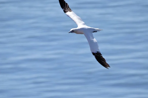 Flygande Gannet Morus Bassanus Helgoland Nordsjön — Stockfoto