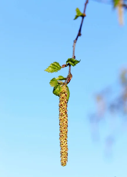 Φωτογραφήθηκε Κοντά Ένα Νεαρό Δέντρο Σημύδας Πράσινα Φύλλα Στο Φόντο — Φωτογραφία Αρχείου