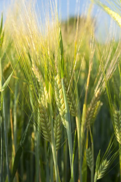 Zemědělské Pole Kterém Roste Zrání Změna Barvy Žluté Obiloviny Pšenice — Stock fotografie