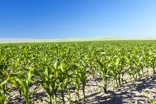 Ackerland Auf Dem Mais Angebaut Wird Unreife Ernte Grün Vor — Stockfoto