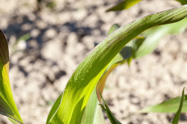 Сельскохозяйственное Поле Выращивается Кукуруза Незрелый Урожай Зеленый Крупный План — стоковое фото