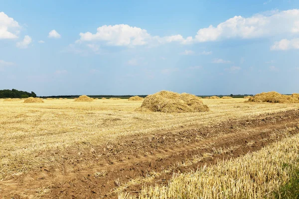 Mezőgazdasági Terület Amelyen Gabonaféléket Termesztenek Búza Fehéroroszország Érett Sárgás Gabonafélék — Stock Fotó