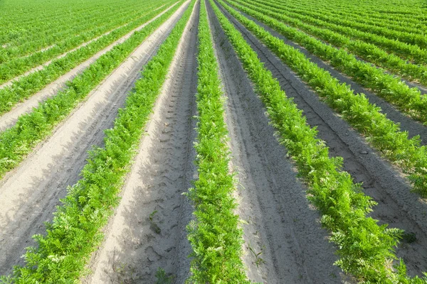 Fotografiado Primer Plano Campo Agrícola Que Crecen Brotes Verdes Zanahorias — Foto de Stock