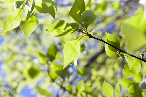 Sfotografowane Zbliżenie Zielonego Lipy Liście Porze Wiosennej Roku Tle Błękitne — Zdjęcie stockowe