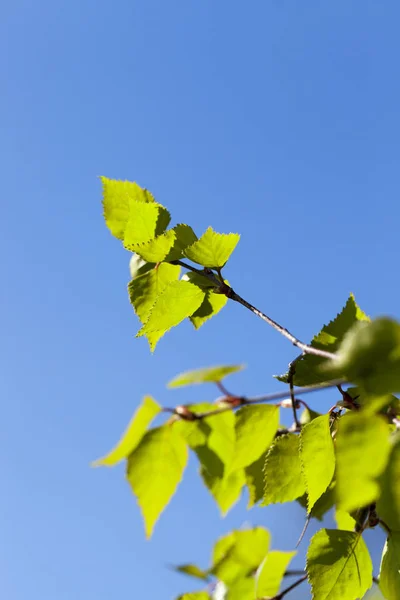 Młode Zielone Liście Brzozy Porze Wiosennej Roku Zbliżenie — Zdjęcie stockowe