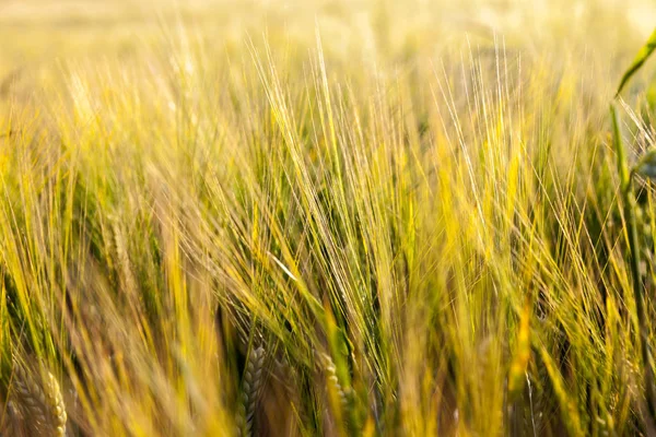 Agricultural Field Which Grow Ripening Changing Color Yellow Cereals Wheat — Stock Photo, Image