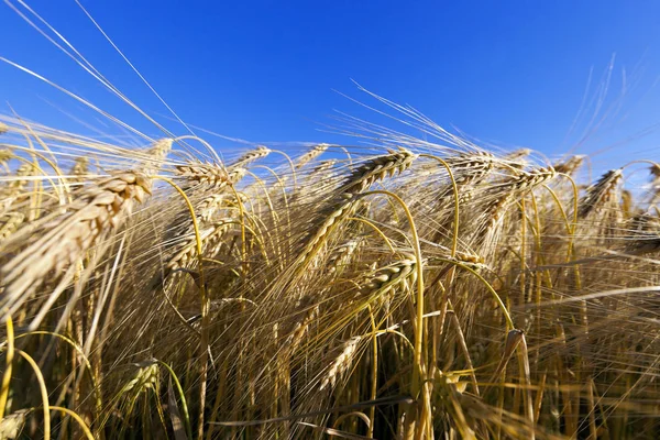 Campo Trigo Cereales Agrícolas —  Fotos de Stock