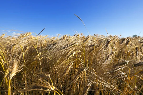 Campo Agrícola Que Crecen Cereales Amarillentos Maduros —  Fotos de Stock