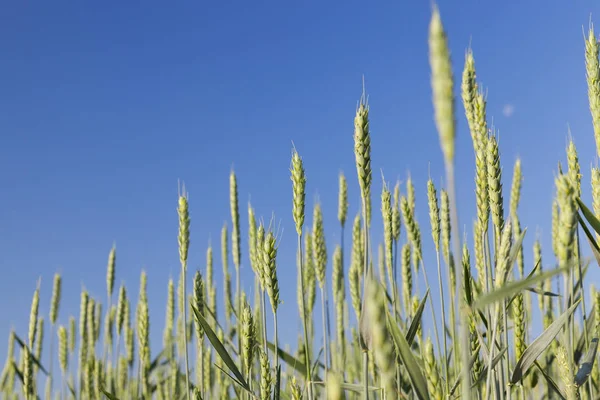 Landbouwgebied Waarop Onrijpe Jonge Granen Tarwe Groeien Blauwe Lucht Achtergrond — Stockfoto