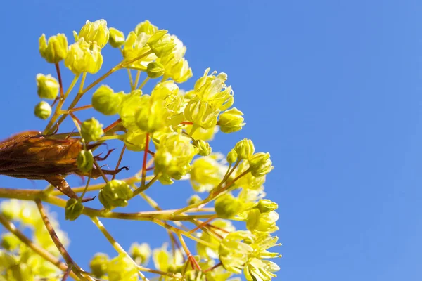 Photographié Gros Plan Des Fleurs Vertes Jaunes Érable Fleurs Saison — Photo