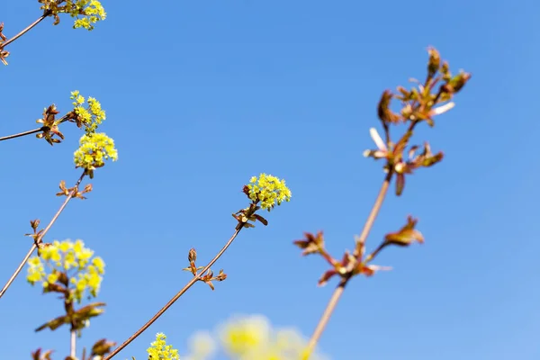 Photographié Gros Plan Des Fleurs Vertes Jaunes Érable Fleurs Saison — Photo