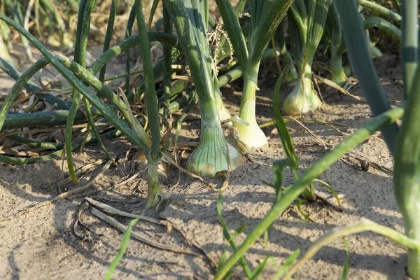 Campo Agrícola Que Crecen Cebollas Verdes Verano Agosto Cebolla Con — Foto de Stock