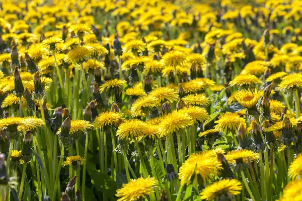 Primo Piano Fotografato Denti Leone Gialli Primavera Profondità Campo Poco — Foto Stock