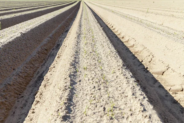 Campo Agrícola Que Hicieron Surcos Para Plantar Nuevo Cultivo Primer — Foto de Stock