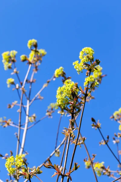 Fotograferade Närbild Gröna Och Gula Blommor Blommande Träd Lönn Vårsäsong — Stockfoto