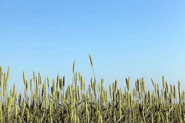 Campo Agricolo Cui Crescono Cereali Immaturi Frumento — Foto Stock