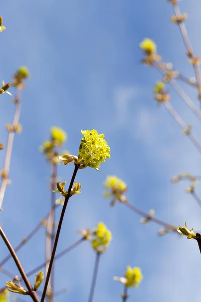 Fotografie Zblízka Javorových Květin Zelená Jarní Časy Během Roku Modrá — Stock fotografie