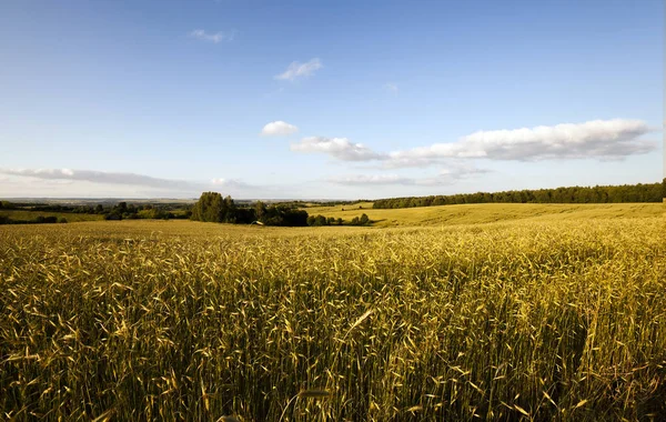 Campo Agrícola Que Crece Aún Maduro Sino Centeno Amarillento — Foto de Stock