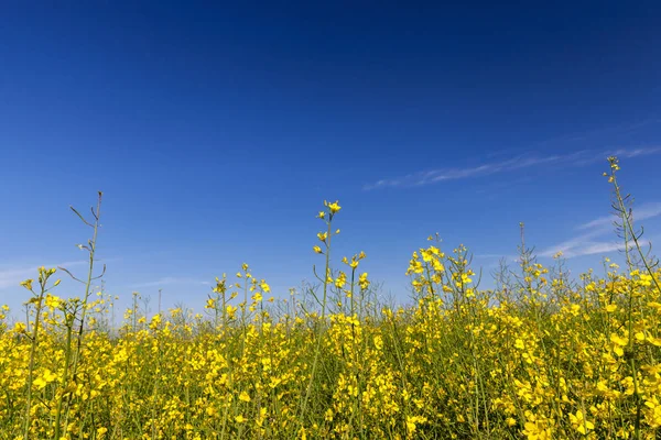 Fényképezett Közelről Mezőgazdasági Területen Repce Virág — Stock Fotó