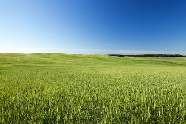 Agricultural Field Which Grow Immature Young Cereals Wheat — Stock Photo, Image
