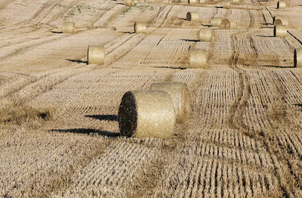 Landwirtschaftliches Feld Auf Dem Nach Der Weizenernte Strohheuhaufen Gestapelt Werden — Stockfoto