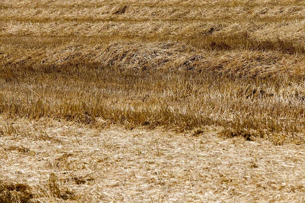 Rolnych Pola Których Leżeć Słomy Stogi Zbiorach Mała Głębia Ostrości — Zdjęcie stockowe