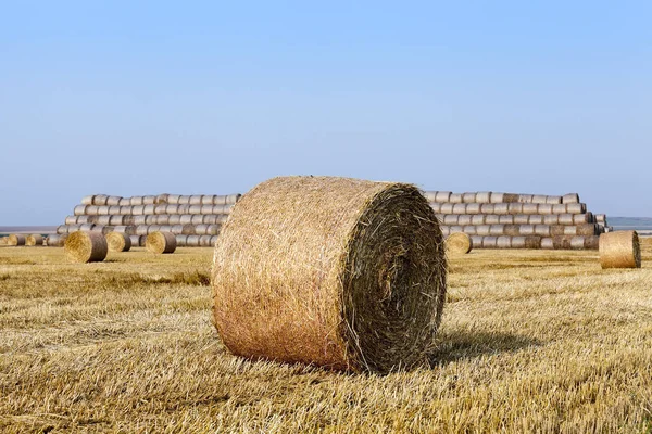 Jordbruksmark Vilken Staplade Halmhöstack Efter Veteskördarna — Stockfoto