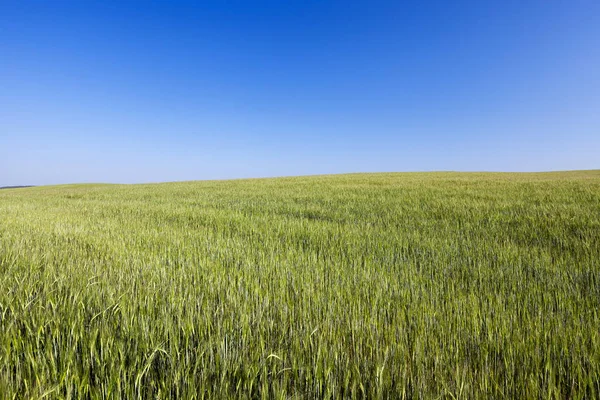 Landbouwgebied Waarop Onrijpe Jonge Granen Tarwe Groeien Blauwe Lucht Achtergrond — Stockfoto