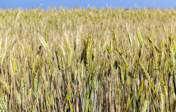 Jordbruksmark Där Det Odlas Gulnat Gräs Som Nästan Redo För — Stockfoto