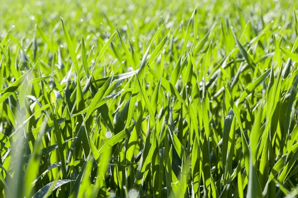 Campo Agrícola Que Cultivan Cereales Inmaduros Trigo —  Fotos de Stock