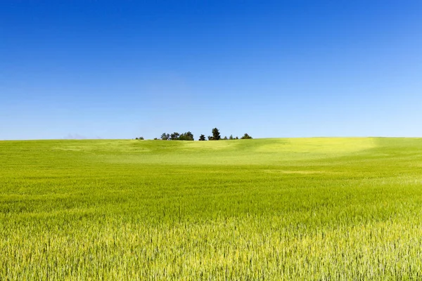 Agriculture Corn Field Farmland Countryside Plants — Stock Photo, Image