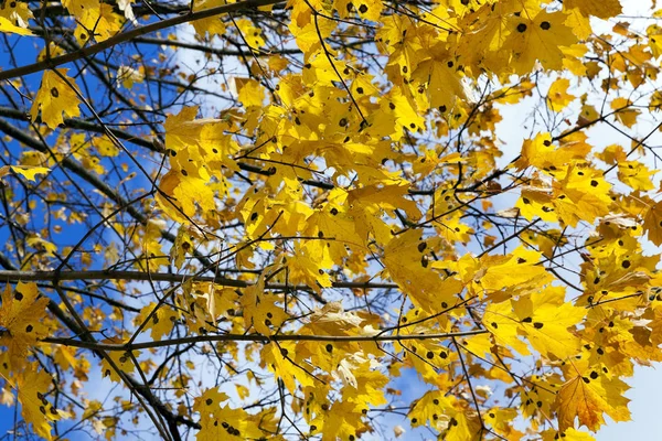 街の公園や秋の季節に育つ木々に黄色の葉 — ストック写真