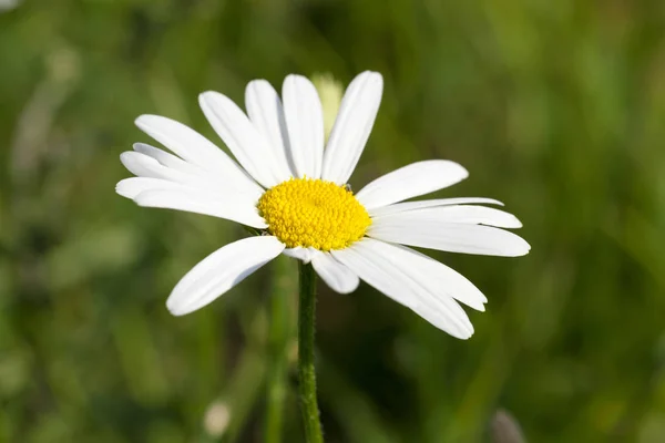 Fotografado Close Daisy Flor Com Pétalas Brancas Fundo Grama Verde — Fotografia de Stock