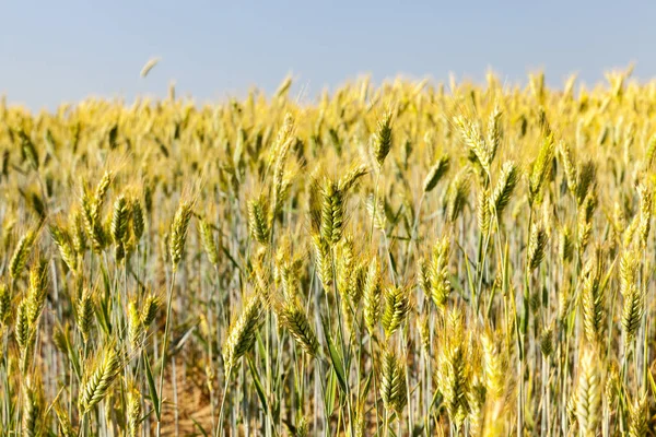 Landbouwgrond Waarop Onrijpe Granen Tarwe Verbouwen — Stockfoto