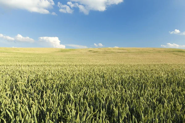 未成熟の若いシリアル 小麦を栽培する農業分野 背景に雲のある青空 — ストック写真
