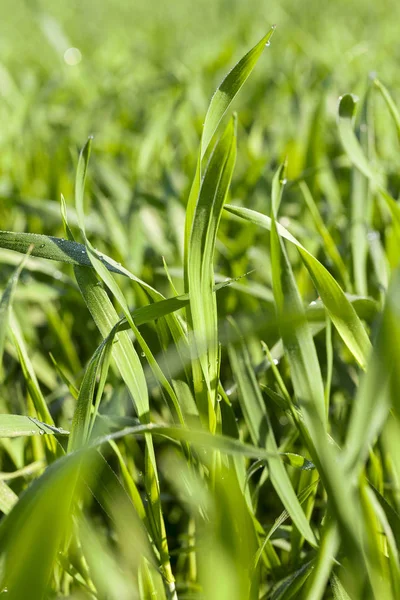 Campo Agricolo Sul Quale Crescono Giovani Cereali Immaturi Frumento — Foto Stock