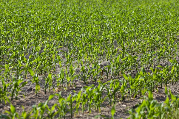 农田里的玉米 未成熟的绿色玉米 — 图库照片