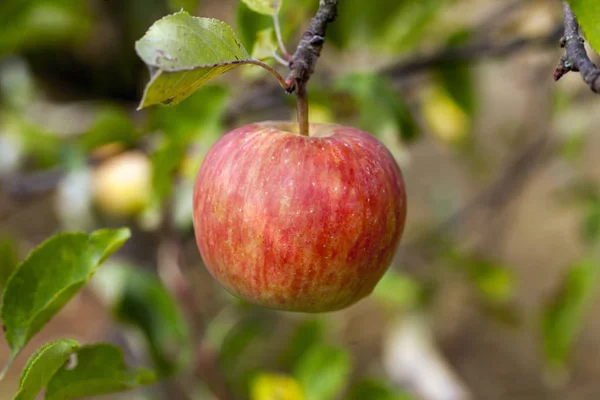 Φωτογραφήθηκε Γκρο Πλαν Μηλιά Στην Οποία Κρέμονται Ώριμα Μήλα — Φωτογραφία Αρχείου