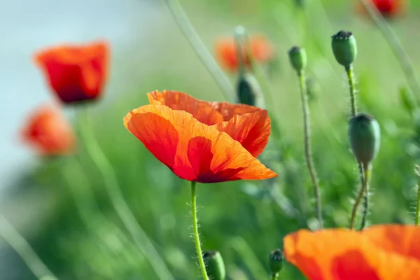 Schöne Mohnblumen Auf Dem Hintergrund — Stockfoto