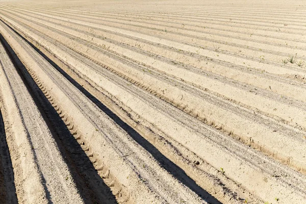 Landbouwgrond Waarop Groeven Voor Het Planten Van Een Nieuw Gewas — Stockfoto