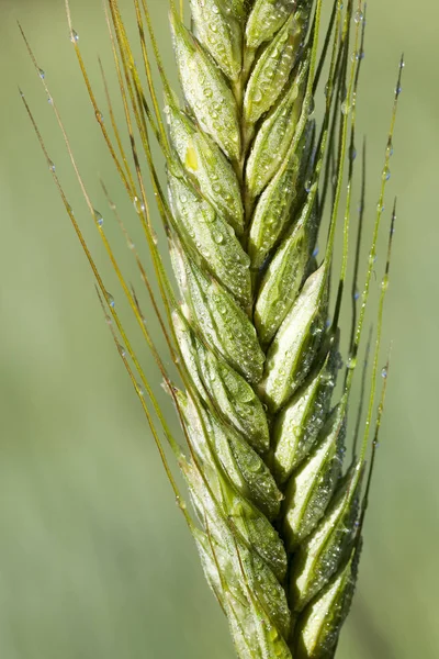 Landwirtschaftliches Feld Auf Dem Unreifes Getreide Wächst Weizen — Stockfoto