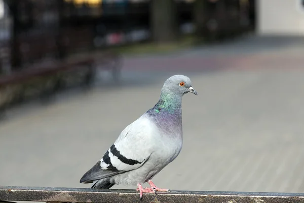 Pombo Sentado Cerca Olhando Para Câmera Close — Fotografia de Stock