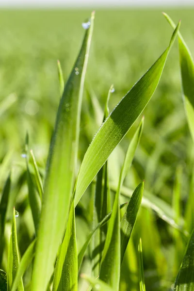 Campo Agrícola Que Crecen Cereales Jóvenes Inmaduros Trigo —  Fotos de Stock