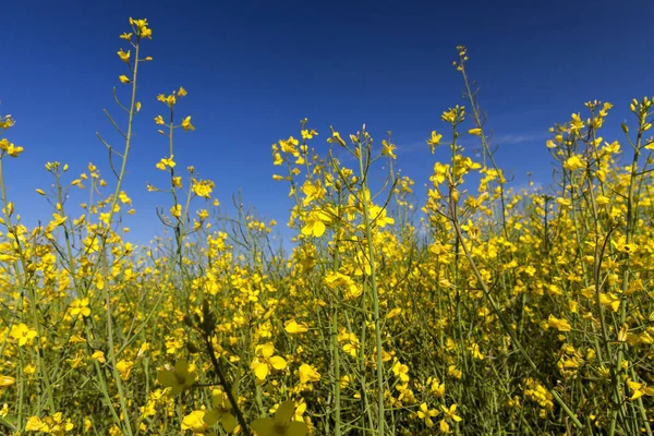 Violar Flores Amarillas Fotografiadas Sobre Fondo Cielo Azul Poca Profundidad —  Fotos de Stock